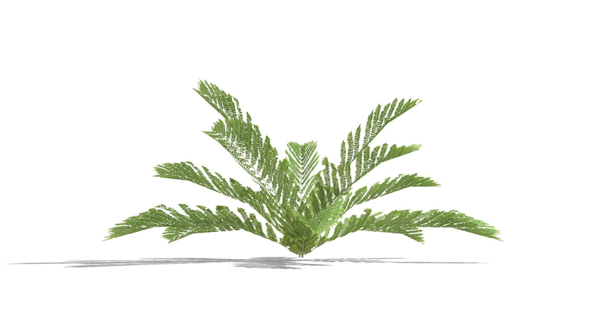 Fern Plant Low-poly 3D model_9