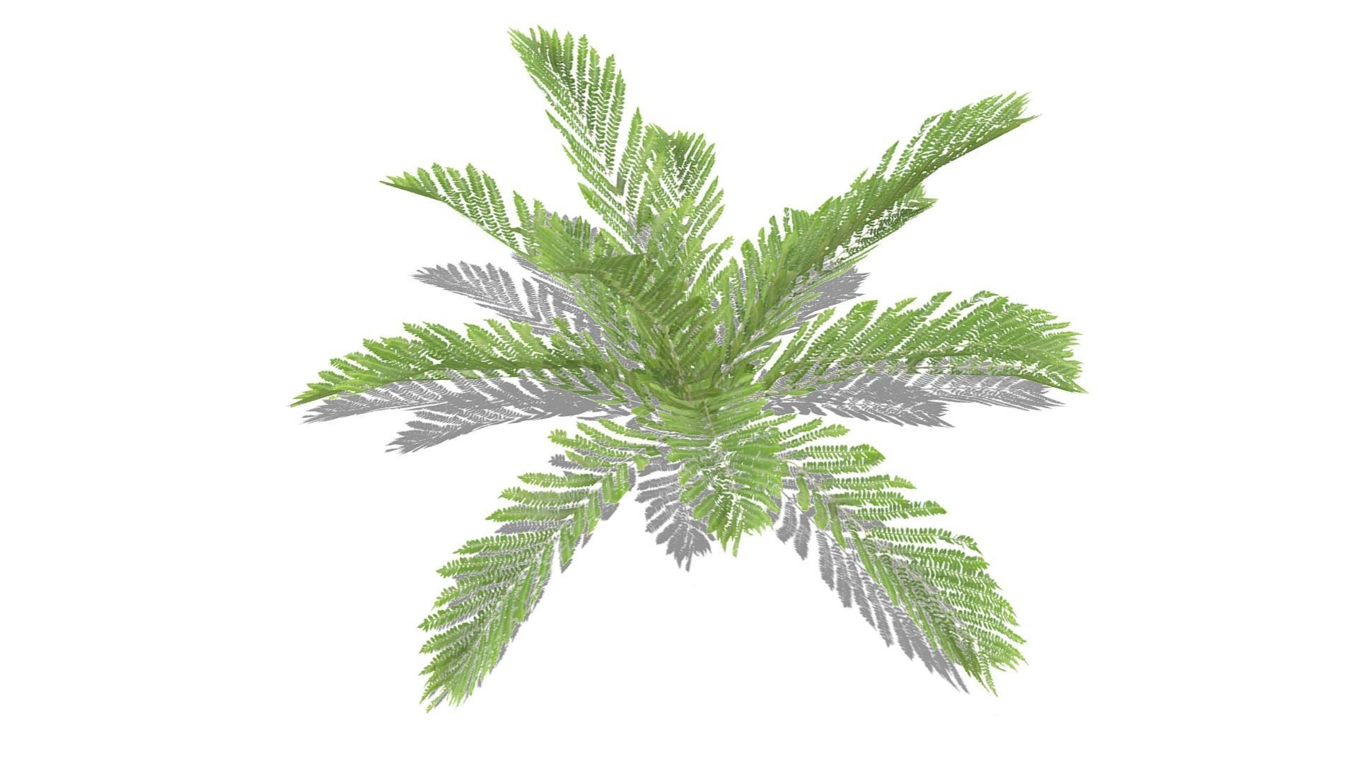 Fern Plant Low-poly 3D model_13