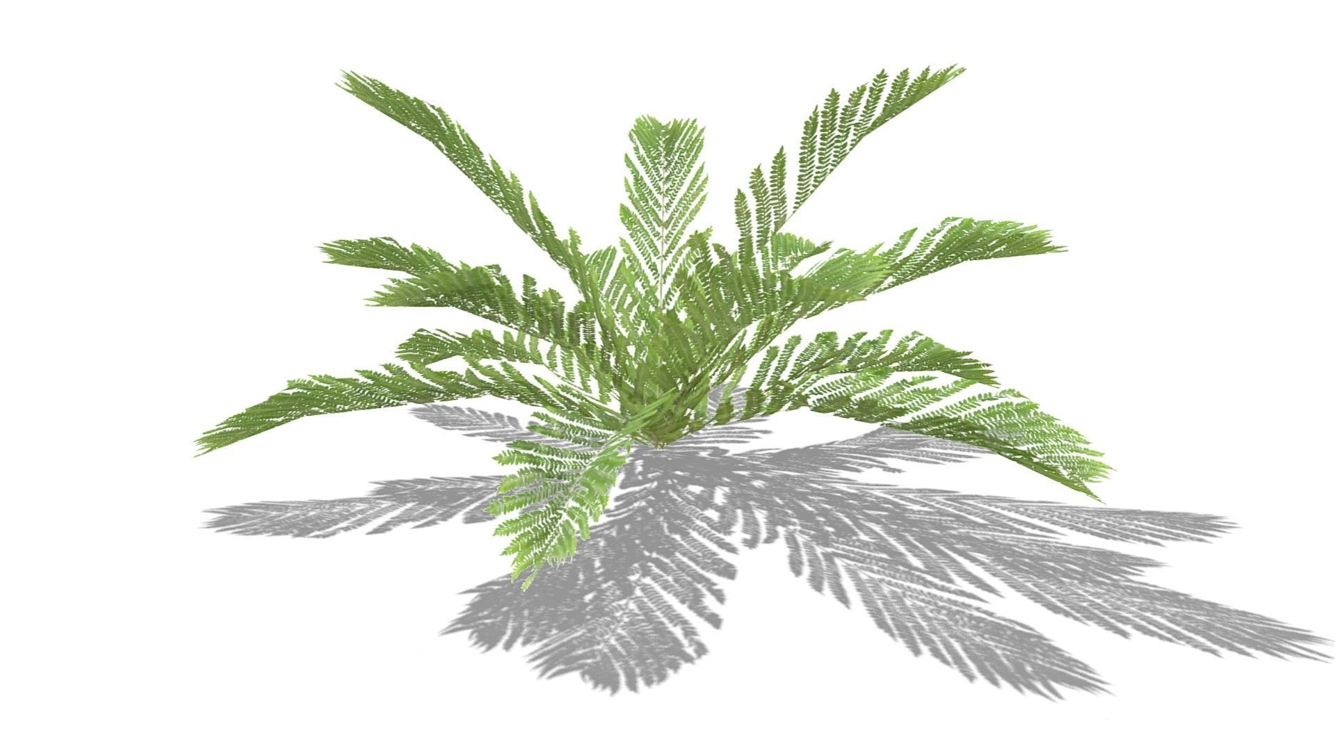 Fern Plant Low-poly 3D model_18