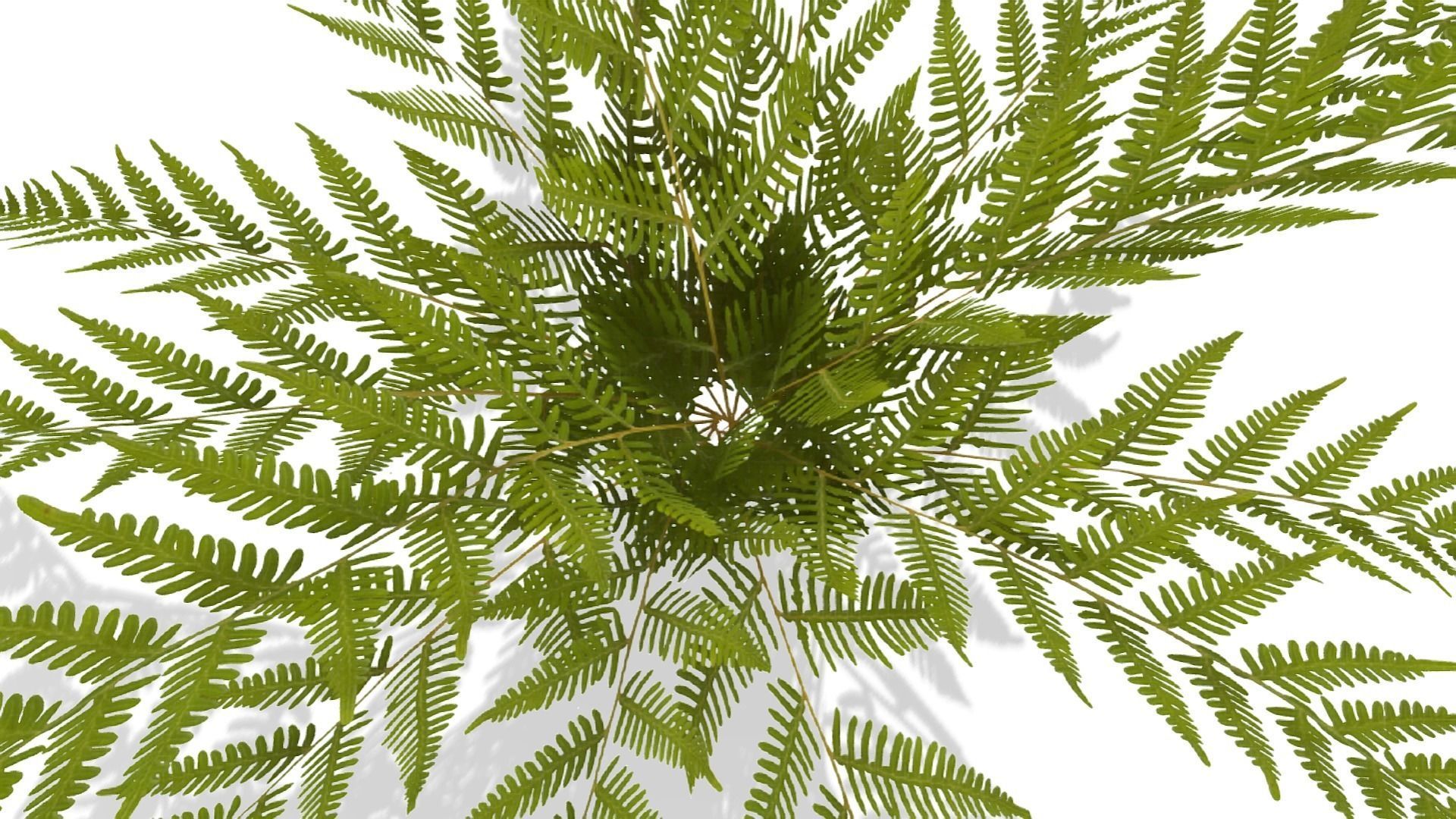Common Fern Plant Low-poly 3D model_6