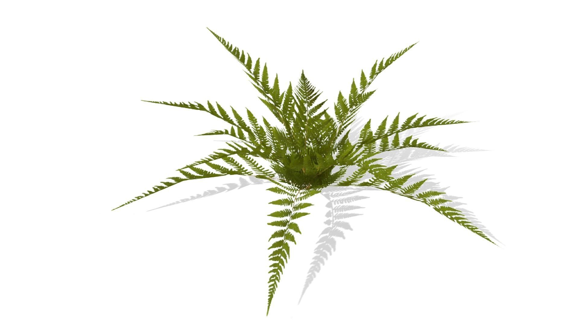 Common Fern Plant Low-poly 3D model_11