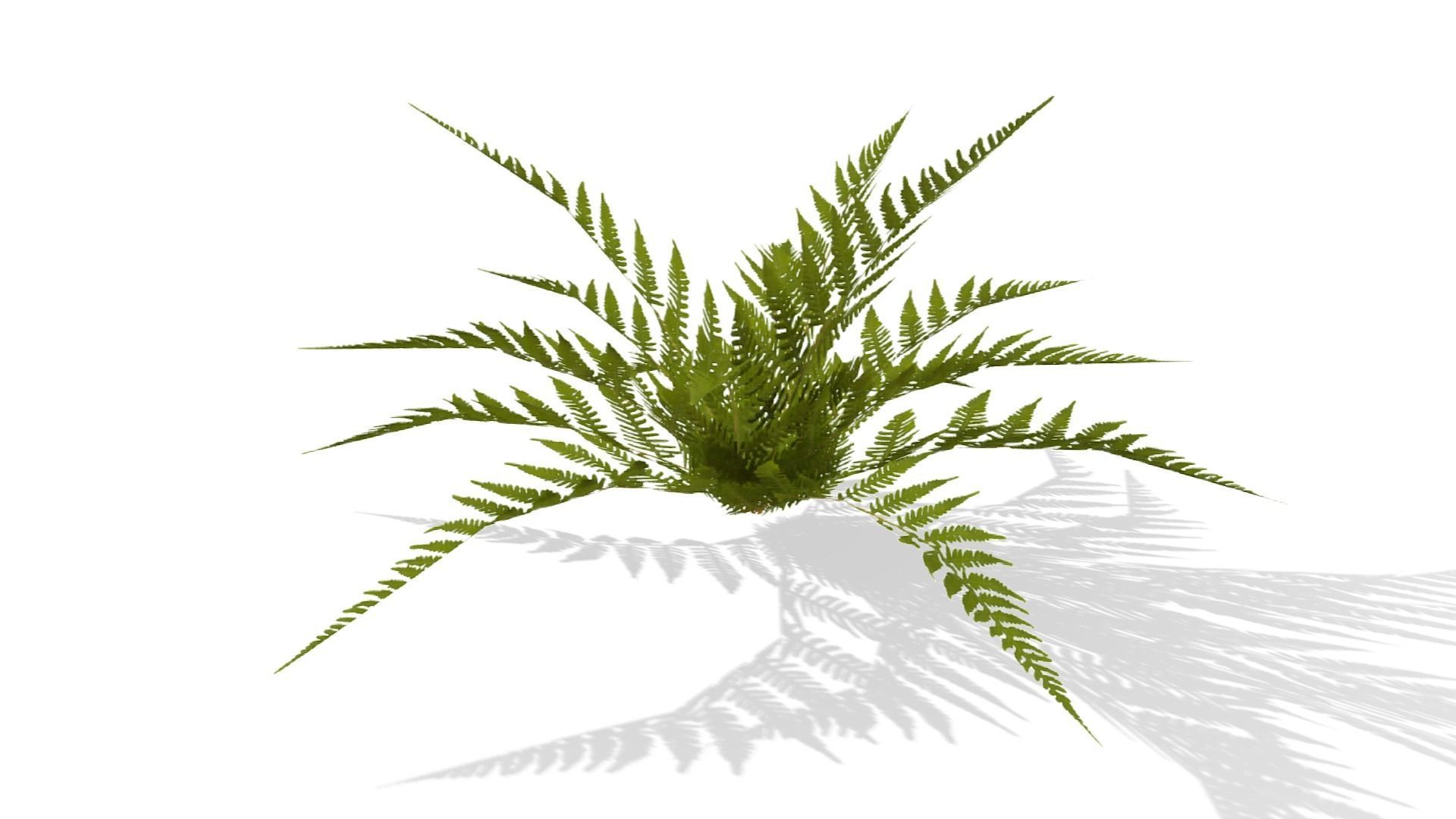 Common Fern Plant Low-poly 3D model_14