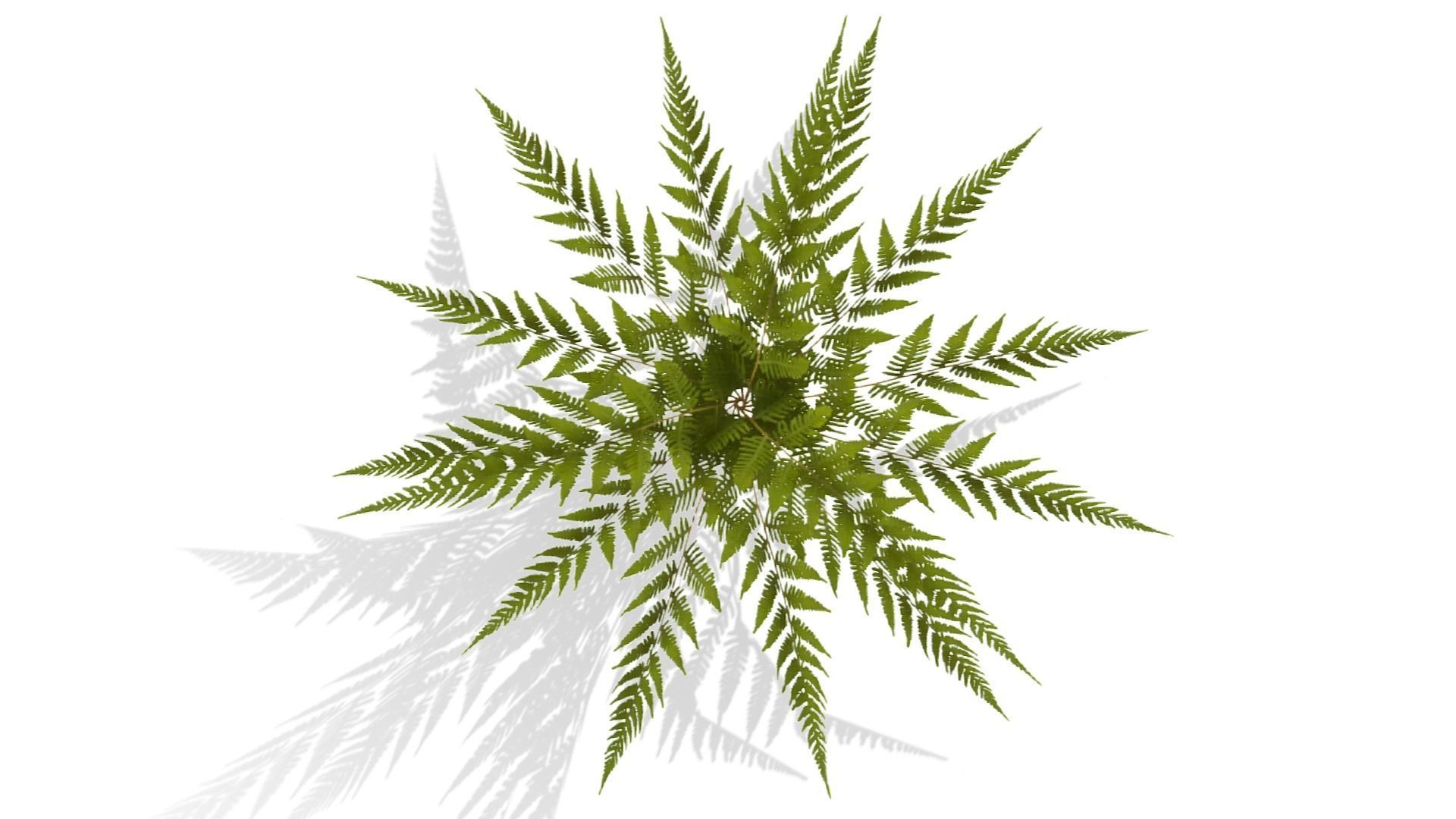 Common Fern Plant Low-poly 3D model_5