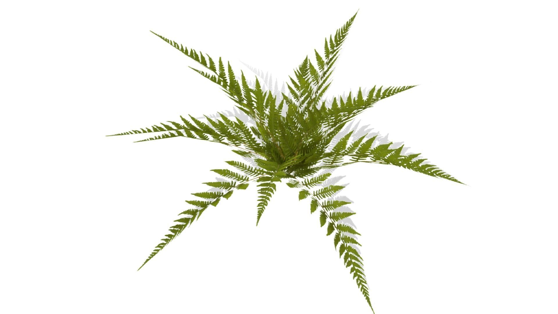 Common Fern Plant Low-poly 3D model_10