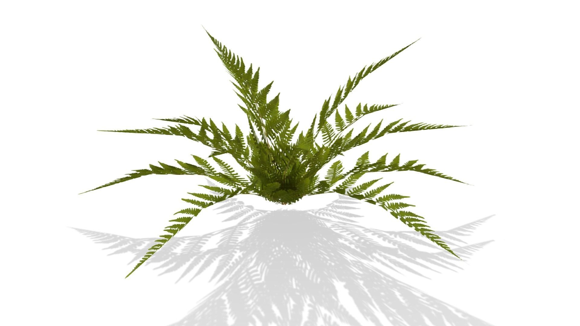 Common Fern Plant Low-poly 3D model_15