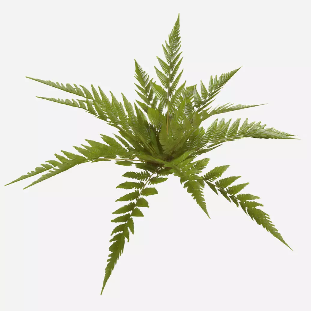 Common Fern Plant Low-poly 3D model_0