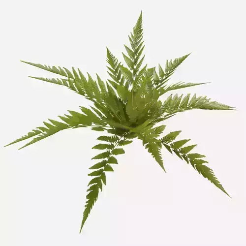 Common Fern Plant Low-poly 3D model