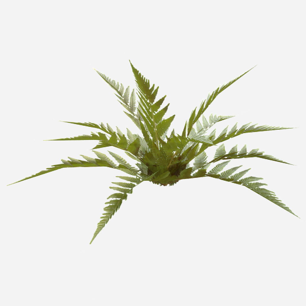 Common Fern Plant Low-poly 3D model_1