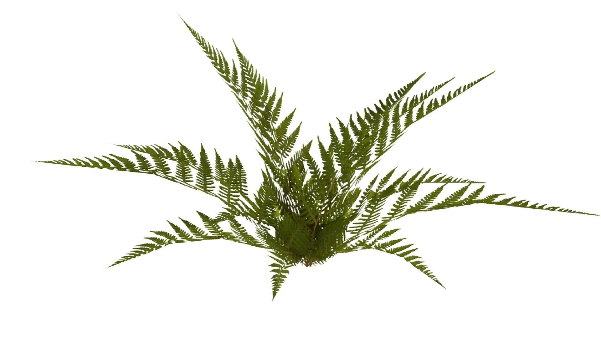 Common Fern Plant Low-poly 3D model_7