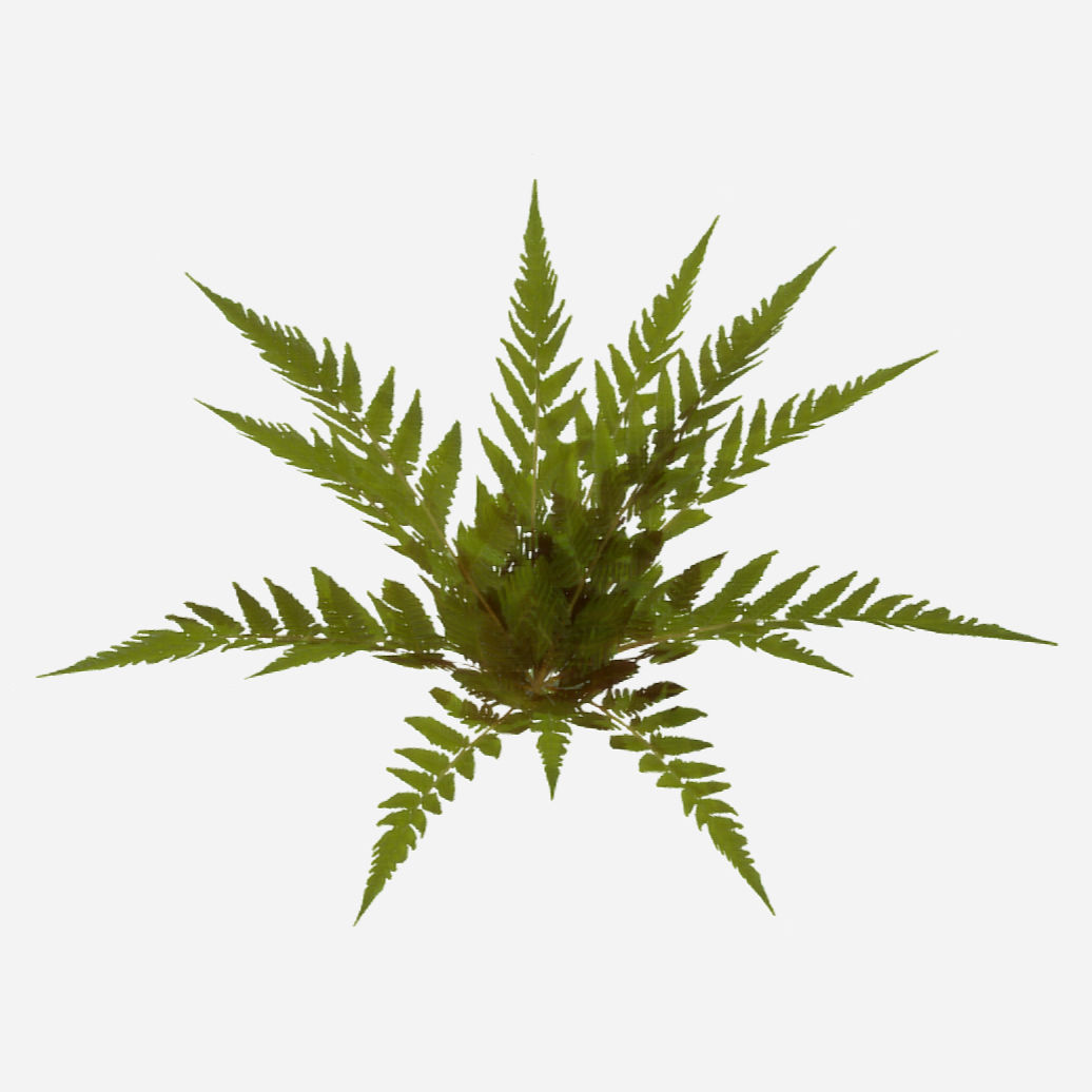 Common Fern Plant Low-poly 3D model_2