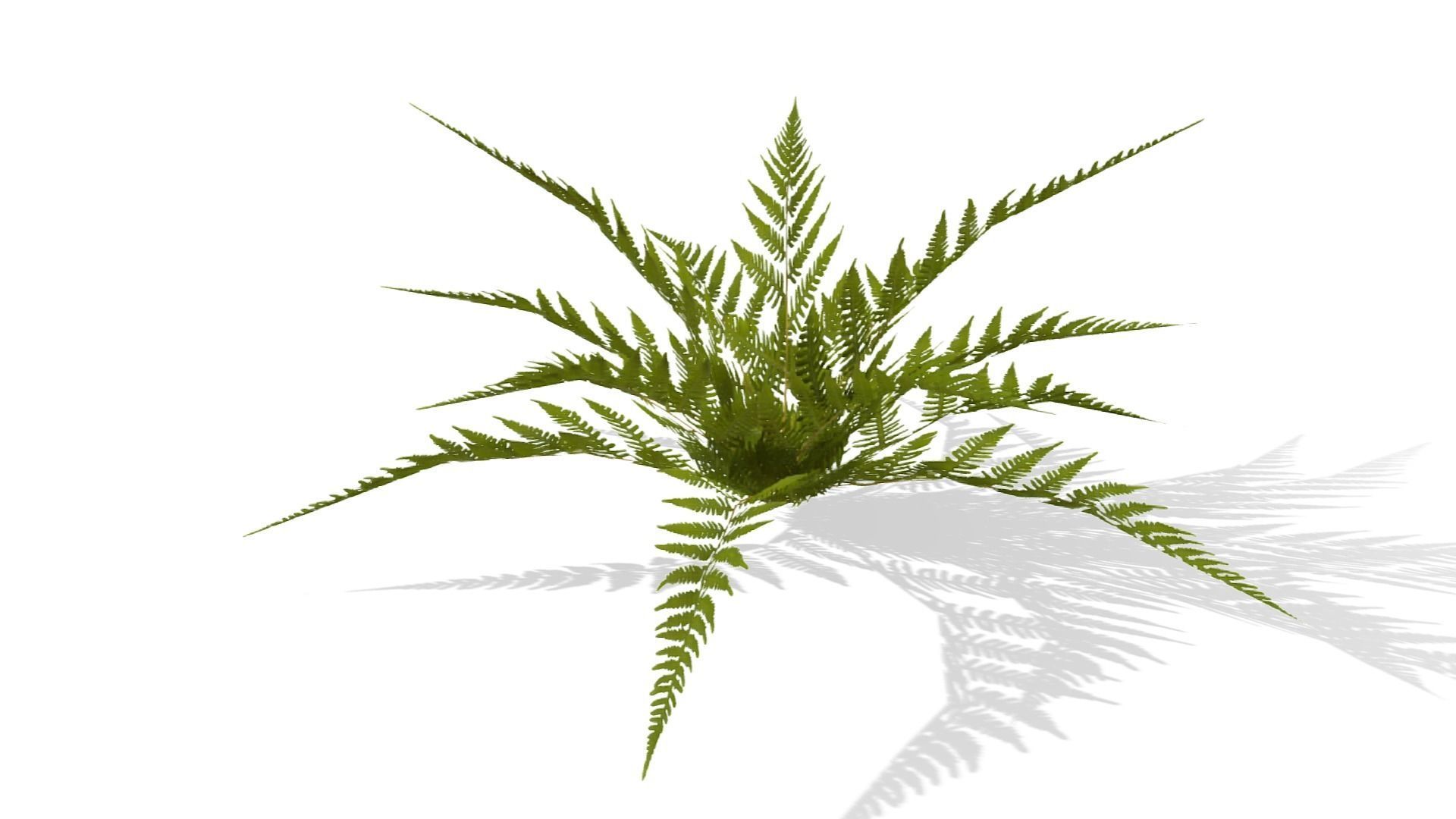 Common Fern Plant Low-poly 3D model_13