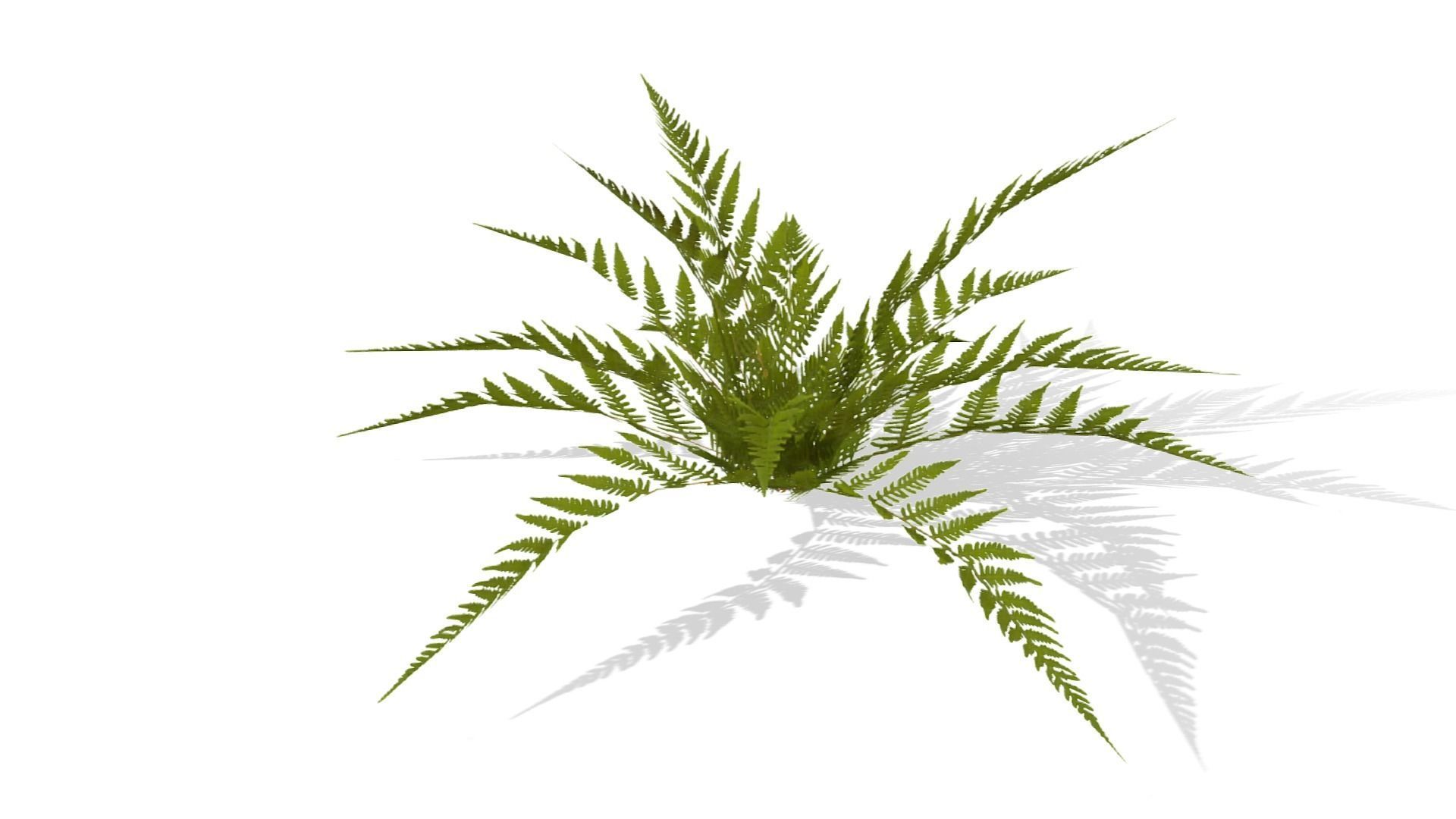 Common Fern Plant Low-poly 3D model_12