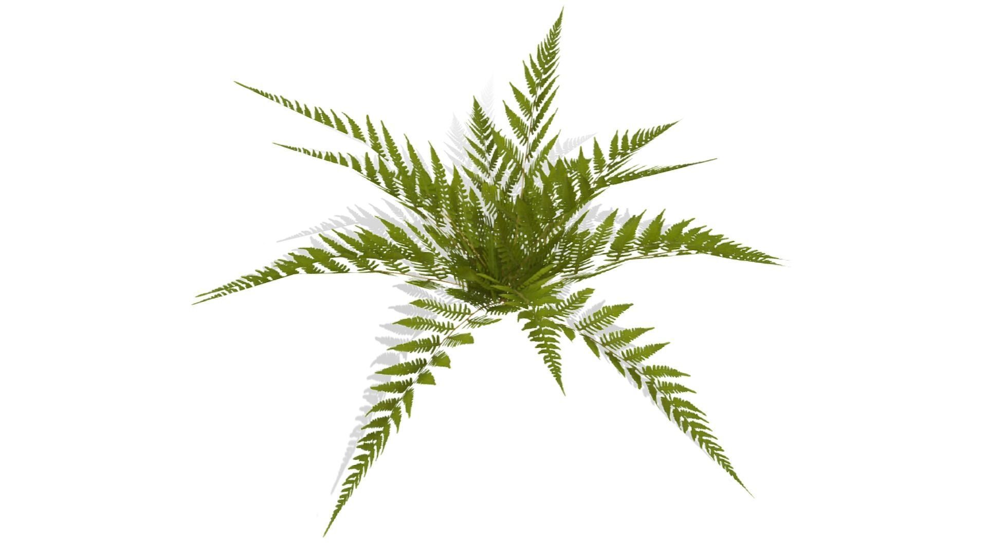Common Fern Plant Low-poly 3D model_9