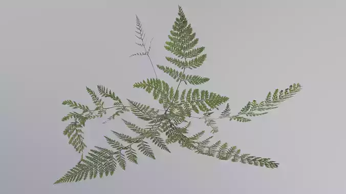 Common Fern Plant