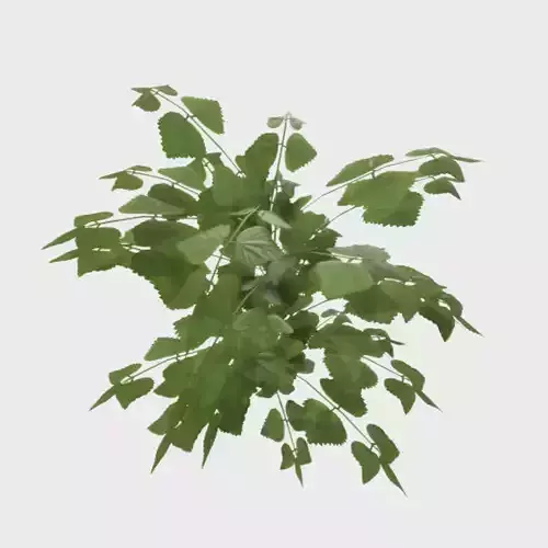Stinging Nettle Low-poly 3D model