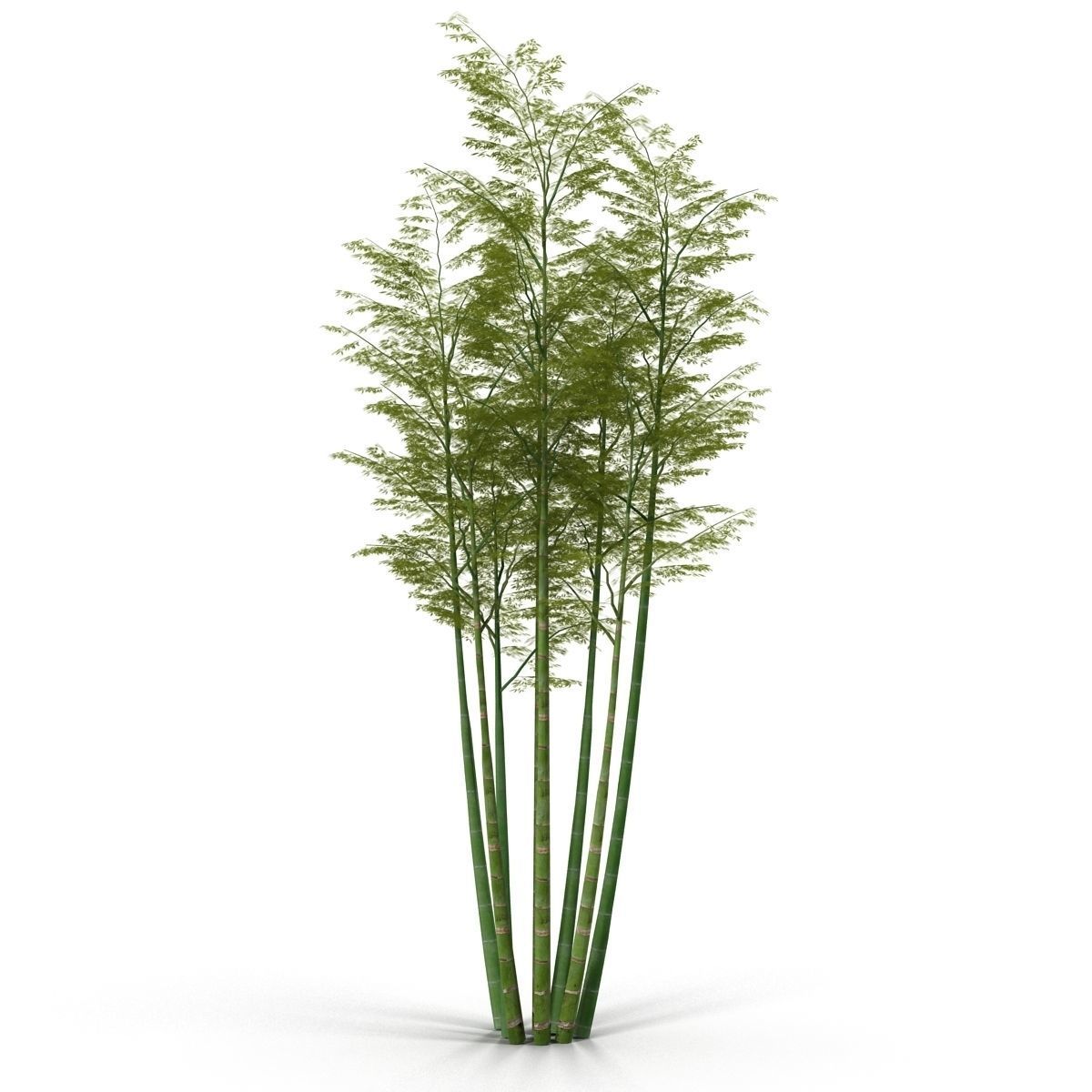 Bamboo corridor set 3D model_3