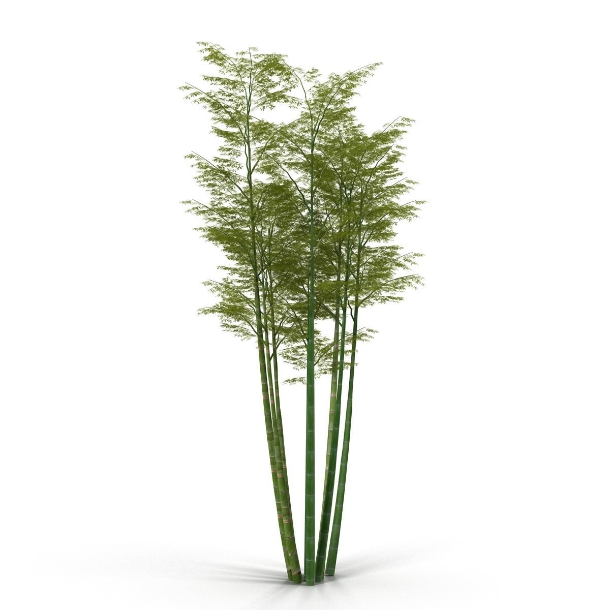 Bamboo corridor set 3D model_7