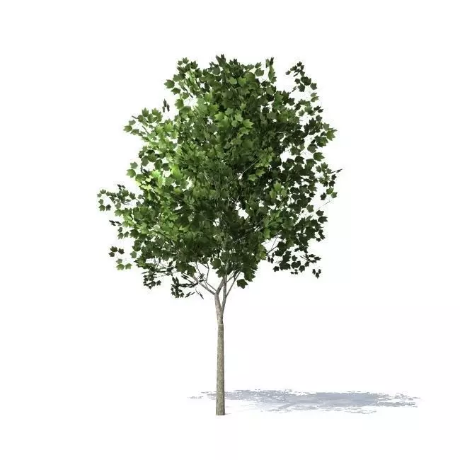 maple tree 3D model