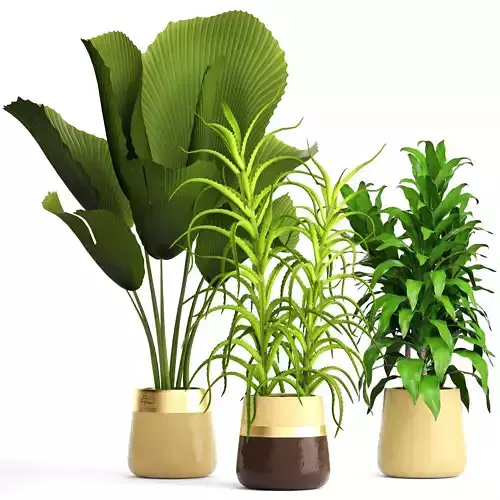 Plant set three potted plants 3D model