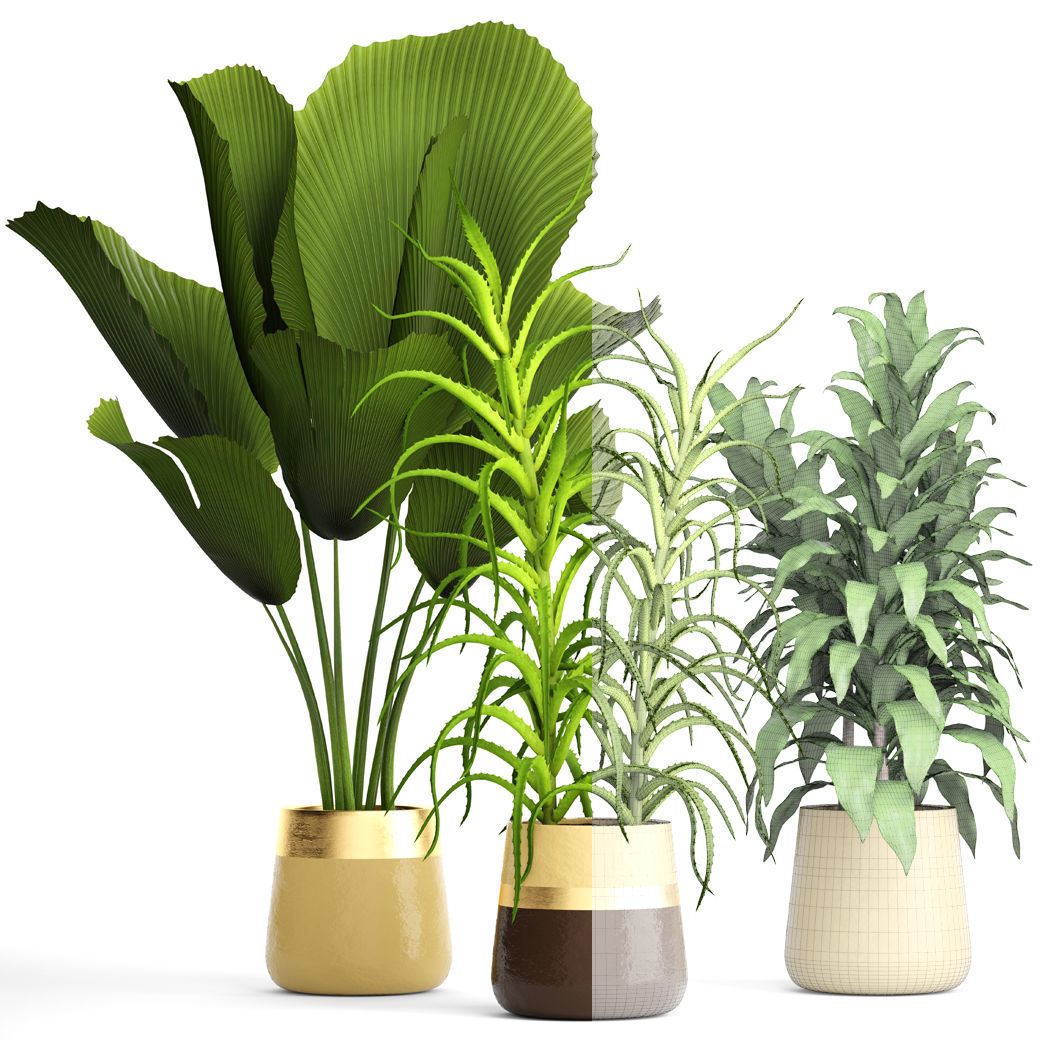 Plant set three potted plants 3D model_6