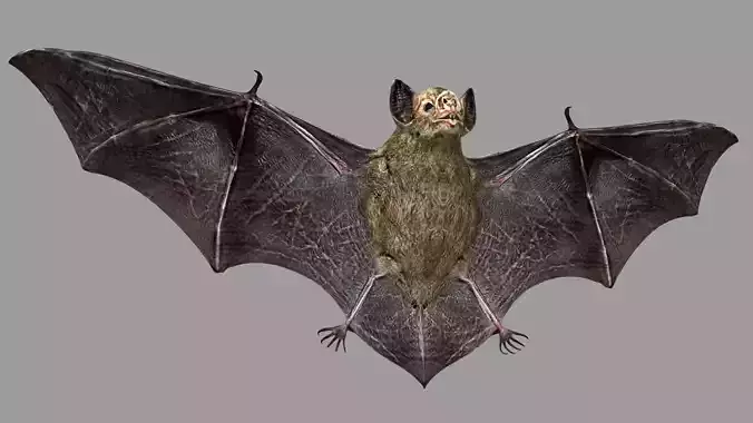 Bat animation Low-poly 3D model