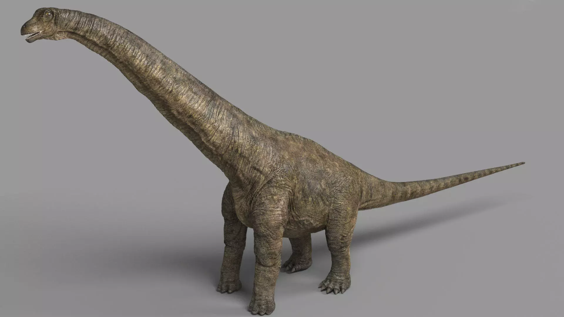 Alamosaurus dinosaur Low-poly 3D model
