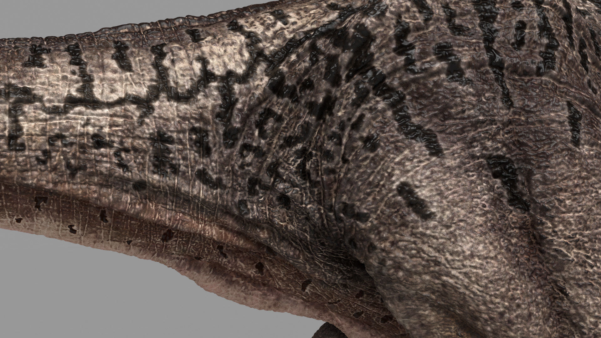 Allosaurus dinosaur Low-poly 3D model_2