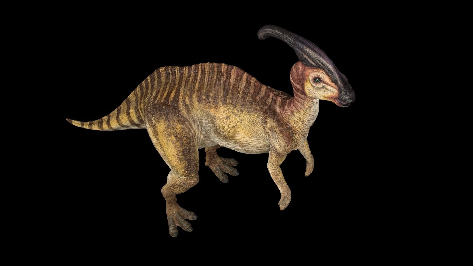 Parasaurolophus dinosaur with long horns Low-poly 3D model_9