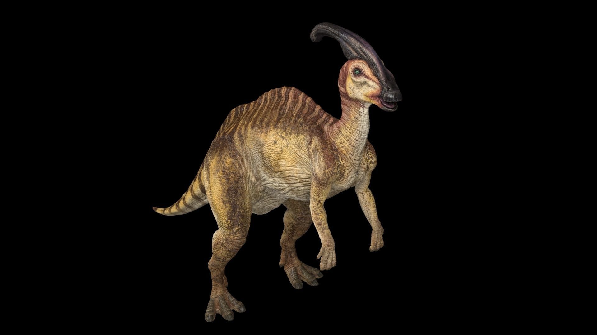 Parasaurolophus dinosaur with long horns Low-poly 3D model_7