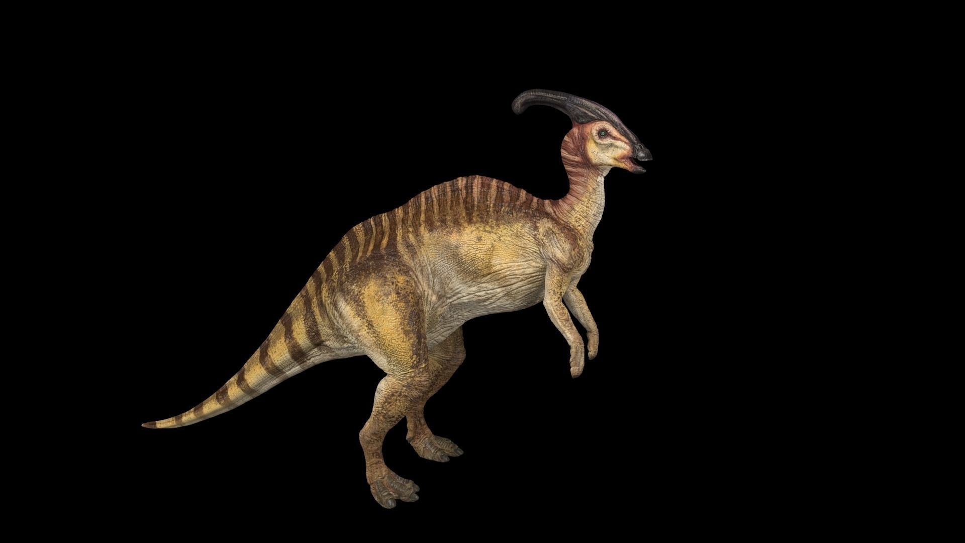 Parasaurolophus dinosaur with long horns Low-poly 3D model_11