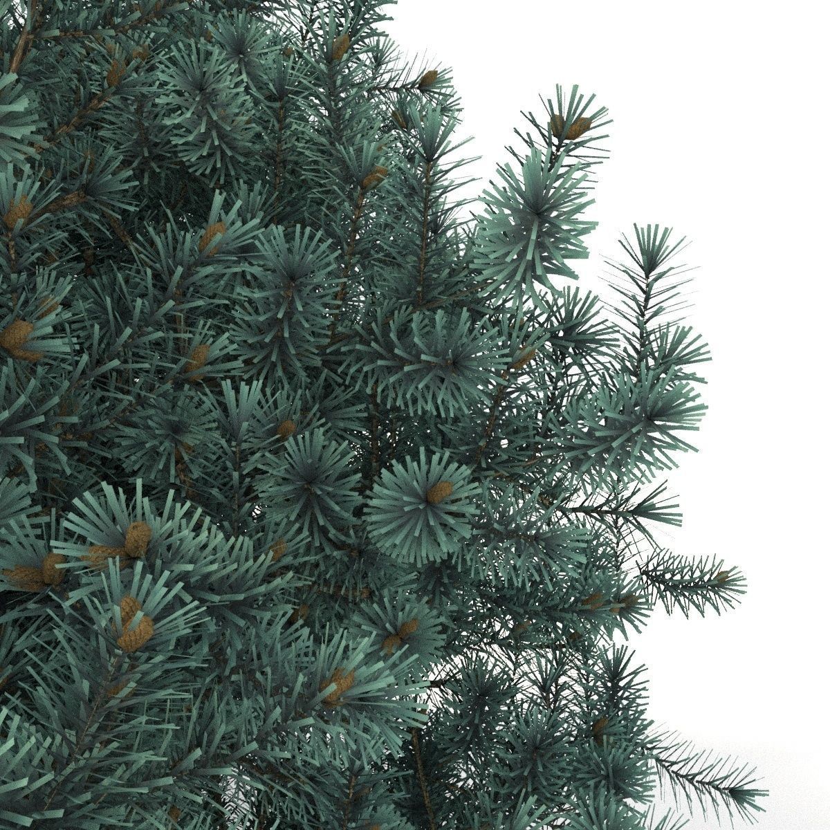 Picea pungens Glauca Globosa 3D model_2