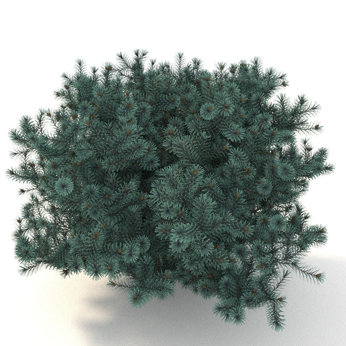 Picea pungens Glauca Globosa 3D model_3