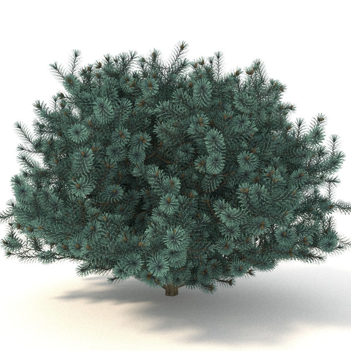 Picea pungens Glauca Globosa 3D model_4