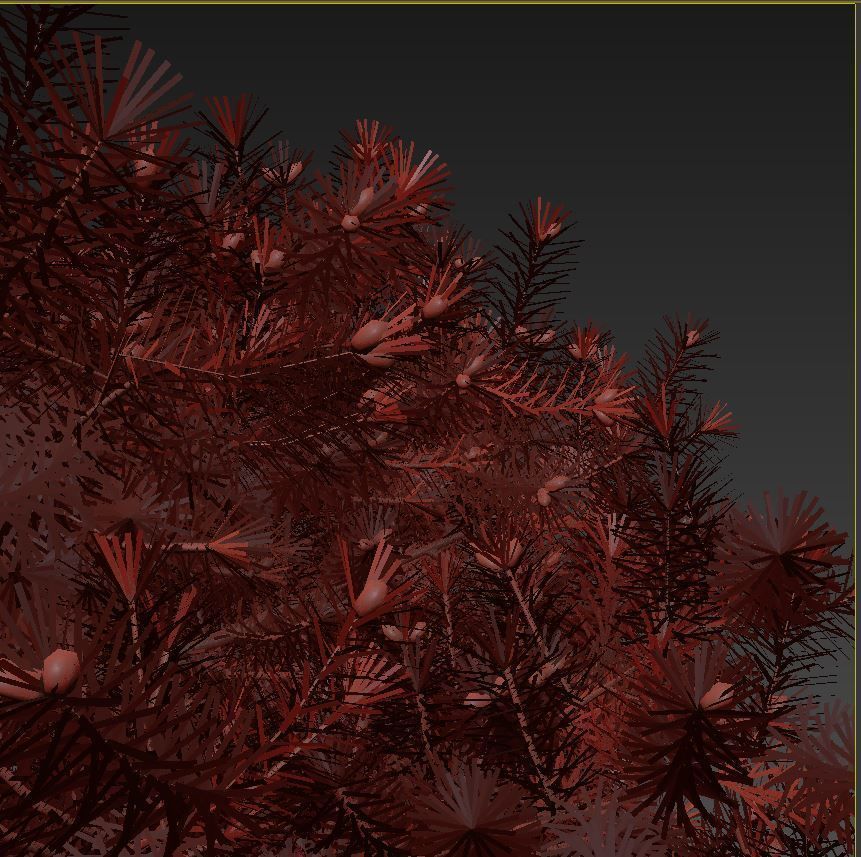 Picea pungens Glauca Globosa 3D model_6