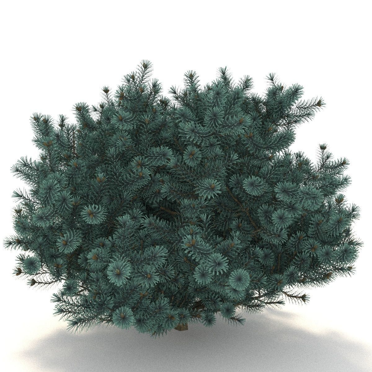 Picea pungens Glauca Globosa 3D model_0
