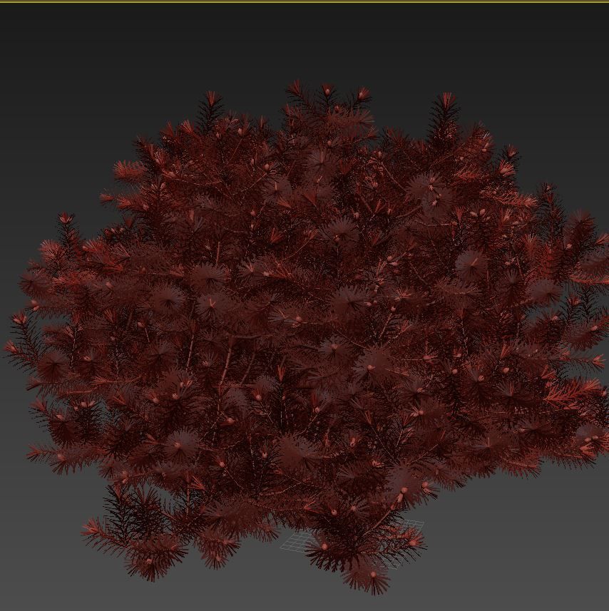 Picea pungens Glauca Globosa 3D model_5