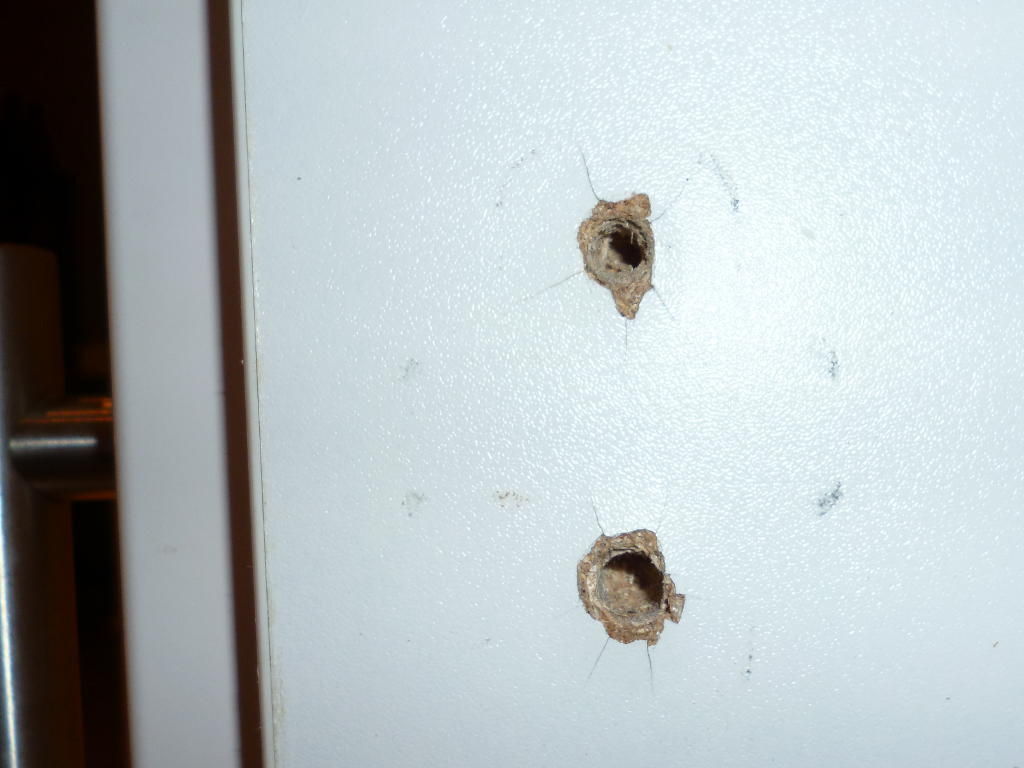 Broken-Out Screw-Hole Repair Thingy Free 3D print model_2