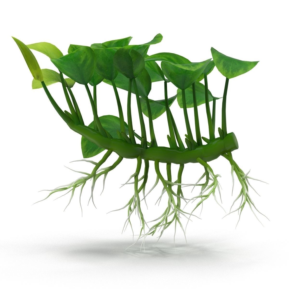 Anubias barteri 3D model_5