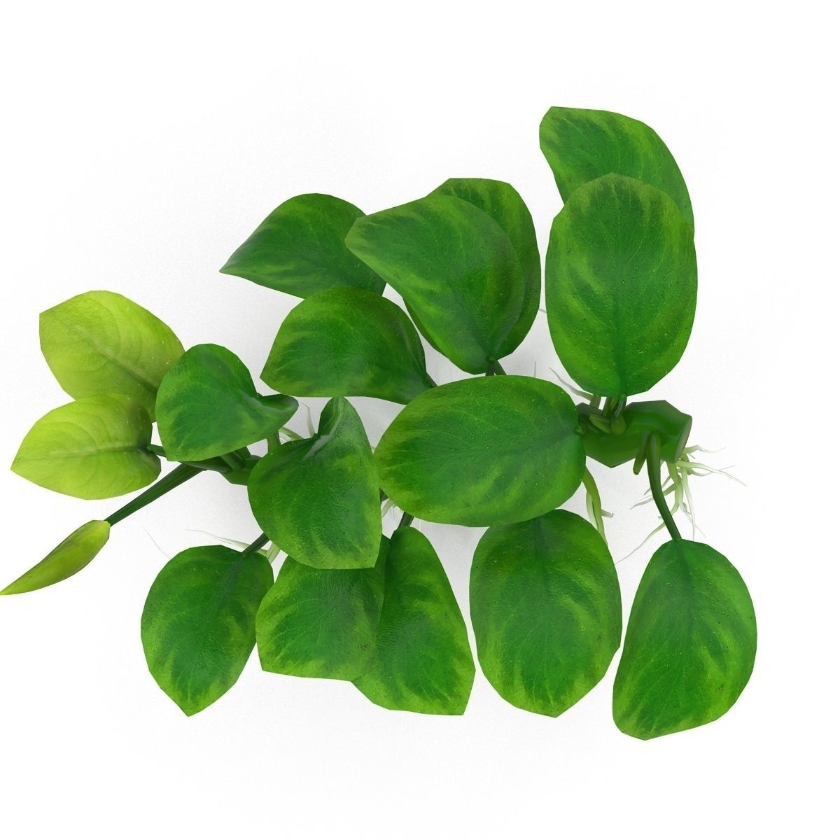 Anubias barteri 3D model_6