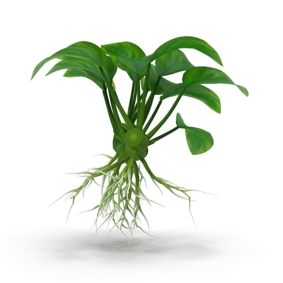 Anubias barteri 3D model_4