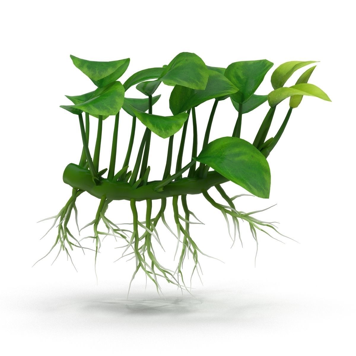 Anubias barteri 3D model_7