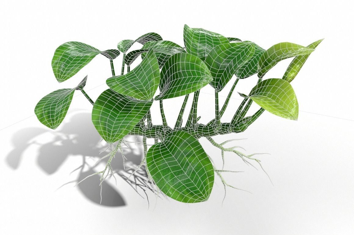 Anubias barteri 3D model_11