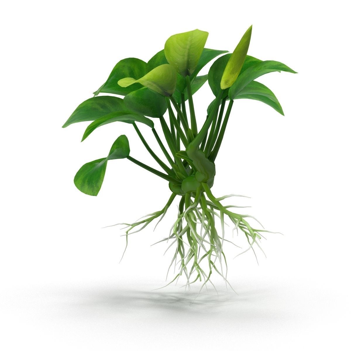 Anubias barteri 3D model_8