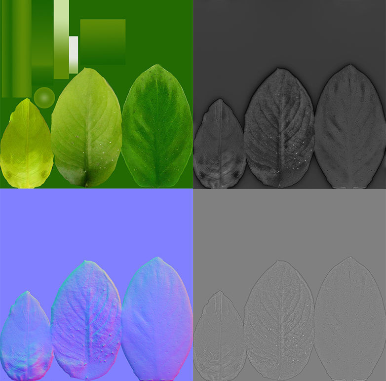 Anubias barteri 3D model_10