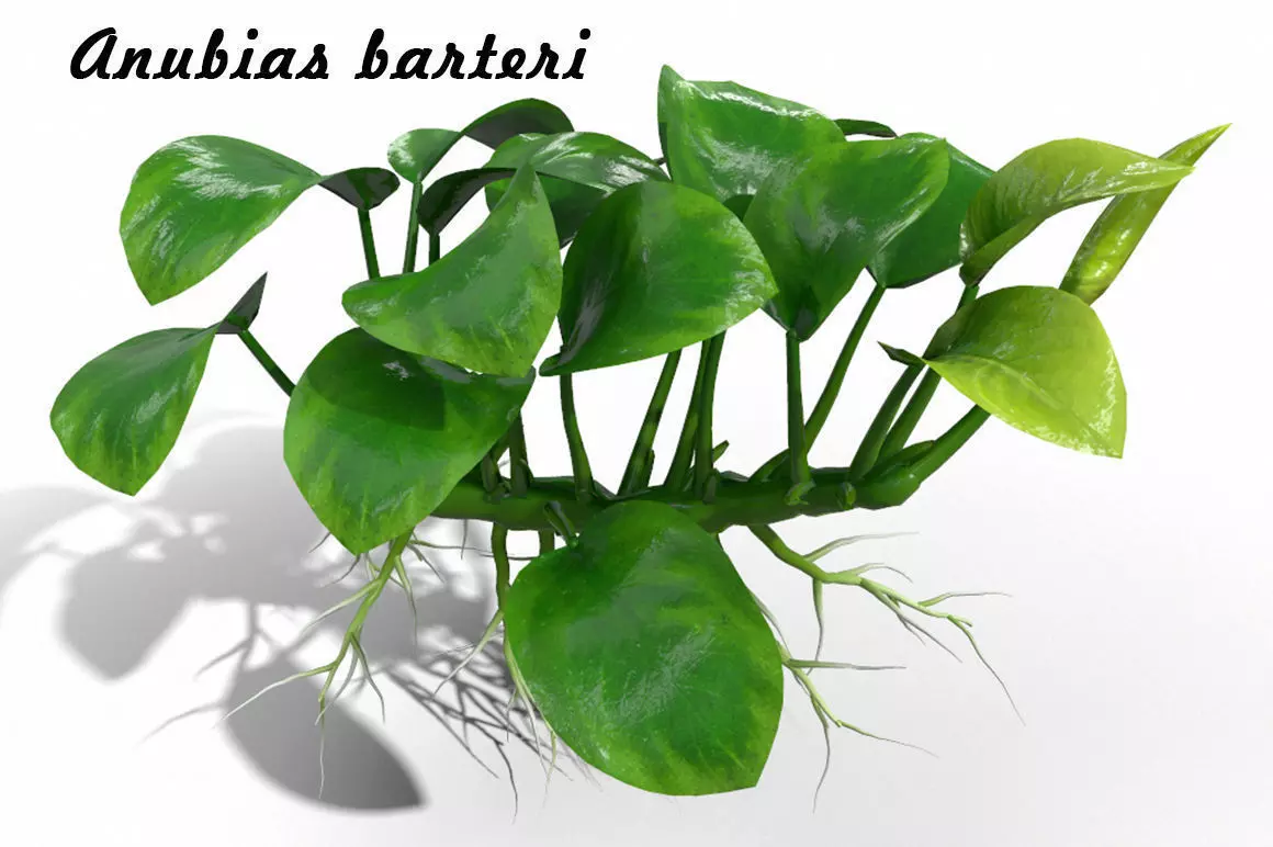 Anubias barteri 3D model_0