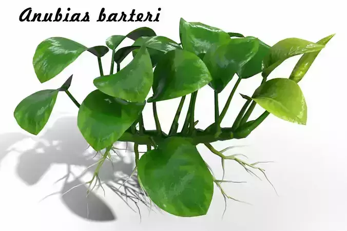 Anubias barteri