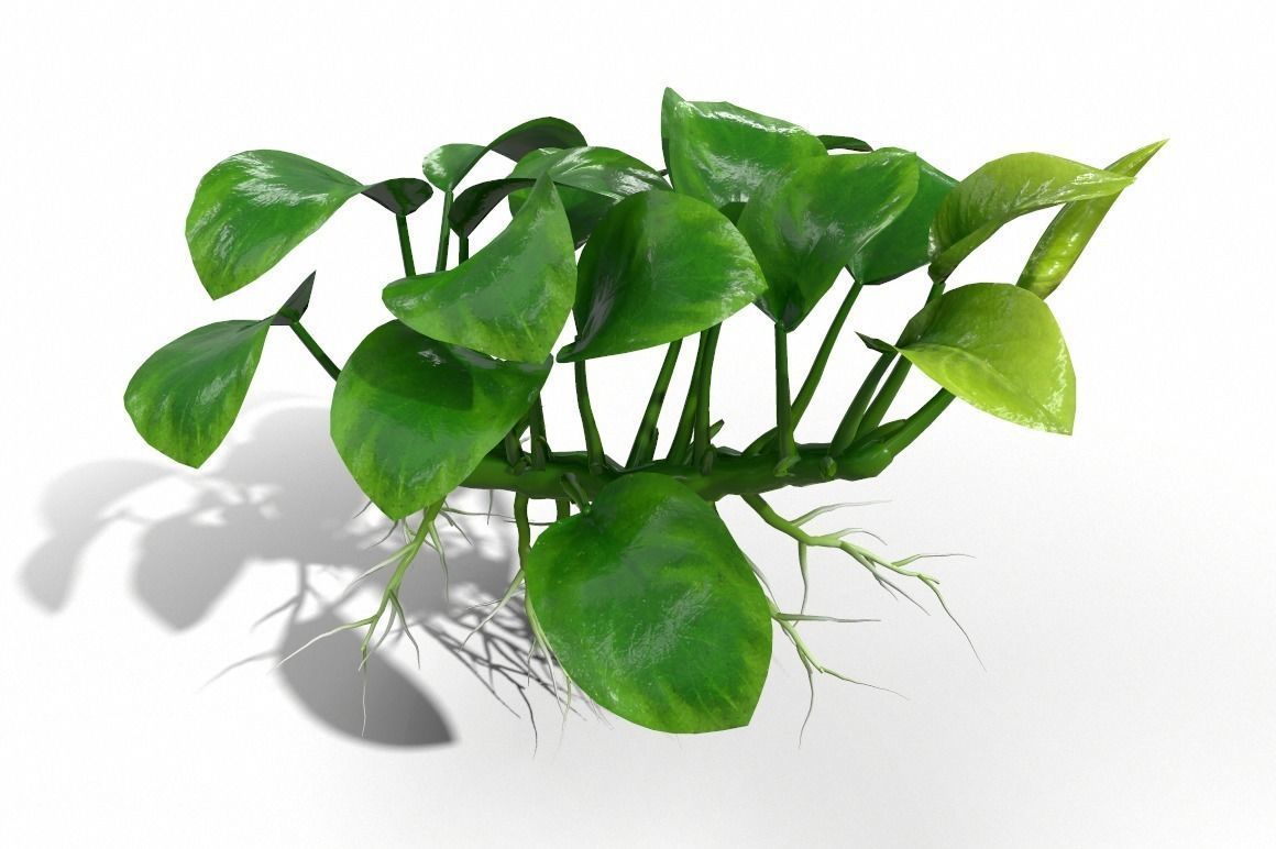Anubias barteri 3D model_1
