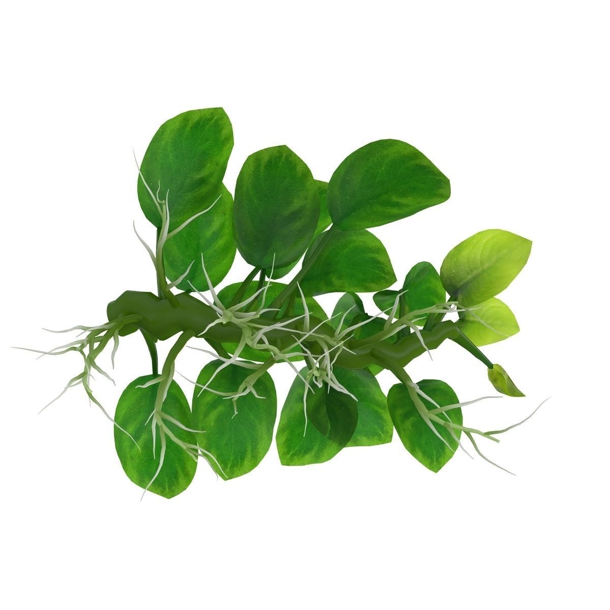 Anubias barteri 3D model_9