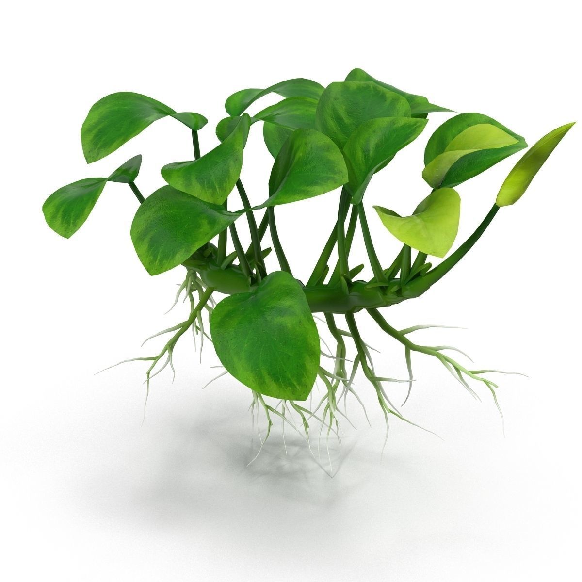 Anubias barteri 3D model_3