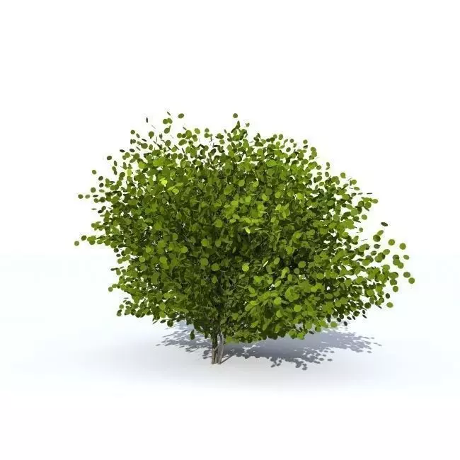 hazel Corylus avellana 3D model